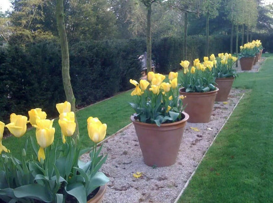 Large Tall Plain Terracotta & Fibreglass Handmade Garden Pots Planter indoor or outdoor